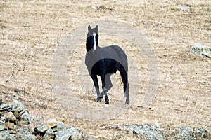 Kabardian breed of riding horses