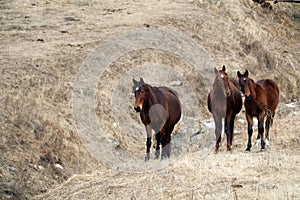 Kabardian breed of riding horses