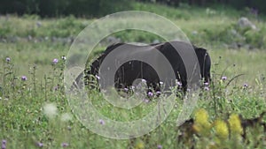 Kabardian racehorse grazes in meadows