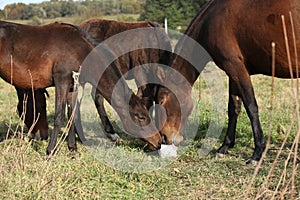 Kabardin horse with lick-log on pasturage