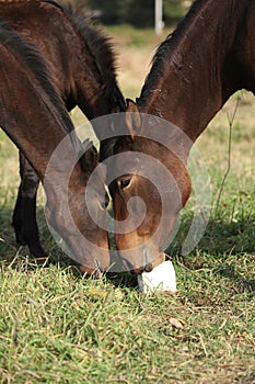 Kabardin horse with lick-log on pasturage