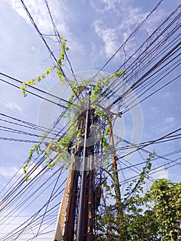 Kabel yang ada tanaman