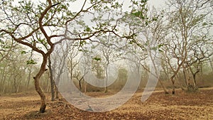 Kabini forest in a wide angle view during safari