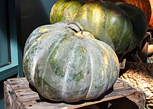 Kabocha Japanese Pumpkin Squash