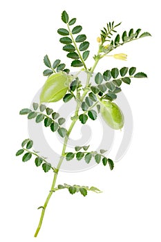 Kabuli chickpea C. arietinum, plant, paths