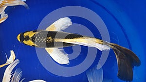 Kabuto butterfly koi fish with blue background