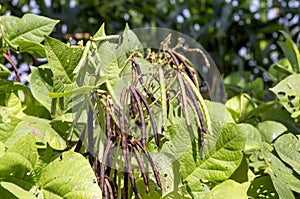 Kacang Hijau, Pods, green beans, Mung bean (Vigna radiata) plant, in Yogyakarta, Indonesia