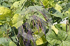 Kacang Hijau, Pods, green beans, Mung bean (Vigna radiata) plant, in Yogyakarta, Indonesia