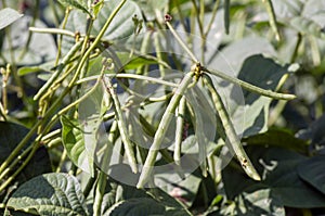 Kacang Hijau, Pods, green beans, Mung bean (Vigna radiata) plant, in Yogyakarta, Indonesia