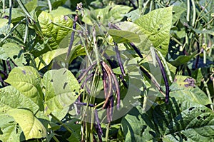 Kacang Hijau, Pods, green beans, Mung bean (Vigna radiata) plant, in Yogyakarta, Indonesia