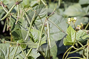 Kacang Hijau, Pods, green beans, Mung bean (Vigna radiata) plant, in Yogyakarta, Indonesia