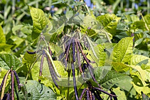 Kacang Hijau, Pods, green beans, Mung bean (Vigna radiata) plant, in Yogyakarta, Indonesia