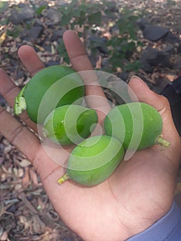 Kaccha mango on my village