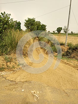 A kaccha road surrounded with trees