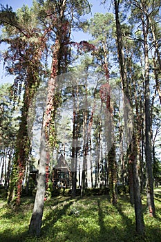 Kacergine Resort Town Park In Autumn