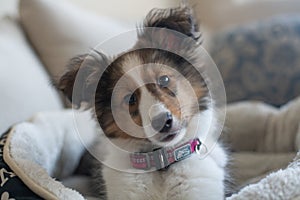 Kacey the Sheltie amused by the photographer