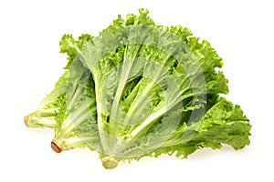 Kachan lettuce with green leaves