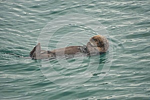 Kachemak Bay, Alaska: A sea otter floating on its back