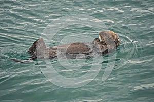 Kachemak Bay, Alaska: A sea otter floating on its back