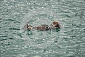 Kachemak Bay, Alaska, USA: A sea otter Enhydra lutris