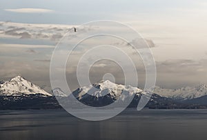 Kachemak Bay with eagle