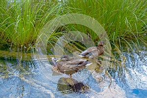 Kachik in the lake