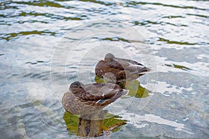 Kachik in the lake