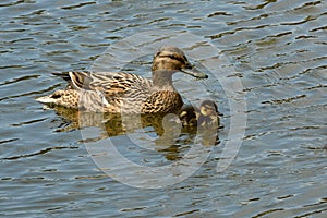 Kachna divokÃ¡ Anas platyrhynchos with a young duck