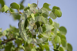 Kachnar  or Orchid Tree or  Varigated Bauhinia Bauhinia variegata   Tree with pods photo