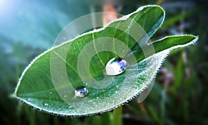 Kachu pata - Colocasia mammoth elephant ear green plant leaf with a rain water drop. Sunlight reflection. Ecology energy power of