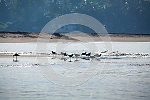 Kadalundi bird sanctuary is spread over a group of islands located in the region where River Kadalundi flows into the Arabian Sea.