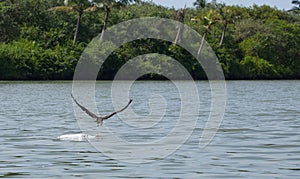 Kadalundi bird sanctuary is spread over a group of islands located in the region where River Kadalundi flows into the Arabian Sea.