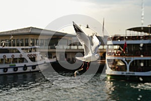 Kadikoy pier and seagulls and ferries photo