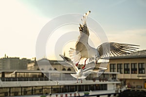 Kadikoy pier and seagulls and ferries photo