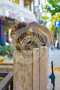 Kadikoy Street Cat photo