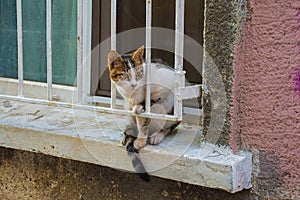 Kadikoy Street Cat photo