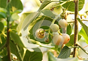 Kadota figs