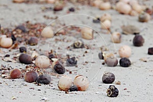 Kadota figs lying on the ground