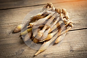 Kaempfer root for food and Thai or Chinese herbal medicine nature - Other names Fingerroot  Chinese Ginger, Galingale, Kaempfer,