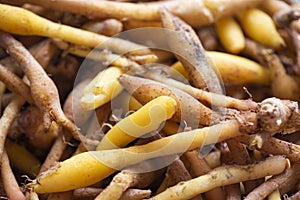 Kaempfer root for food and Thai or Chinese herbal medicine nature - Other names Fingerroot  Chinese Ginger, Galingale, Kaempfer,