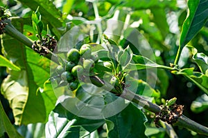 Kaffeebohnen und BlÃ¼ten an einer Kaffeepflanze in einer Kaffeeplantage in Vietnam Nahafaufnahme