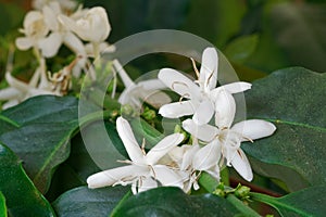 Kaffeestrauch Coffea arabica, Blatt und  BlÃ¼ten