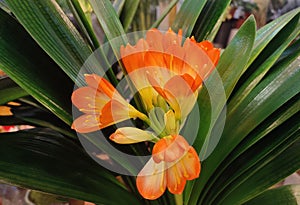 Kaffir lily blossoms with orange petals