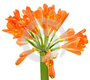 Kaffir Lily Clivia miniata spring flower