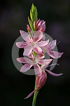 Kaffir Lily, Crimson Flag Lily Hesperantha coccinea