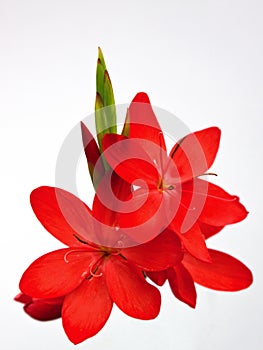 Kaffir Lily flowers ( Schizostylis )