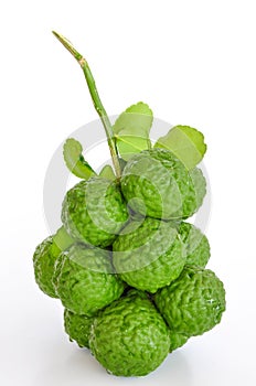 Kaffir lime