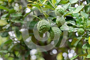 Kaffir lime , Bergamot or Citrus hystrix on tree in backyard