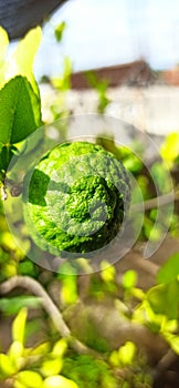 kaffir lime for cooking so that it tastes fresher and smells good