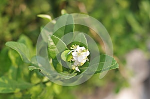 Kaffir lime flower
